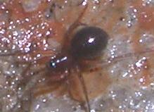 Linyphiidae